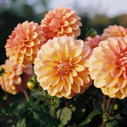 Mixed Peach and Yellow Dahlia Flower Seeds - Dahlia Flower Seeds for Garden