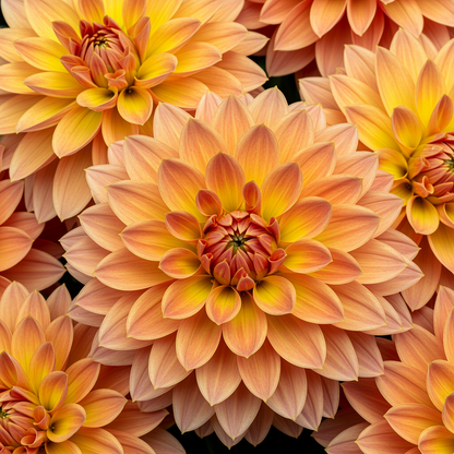 Mixed Peach and Yellow Dahlia Flower Seeds - Dahlia Flower Seeds for Garden