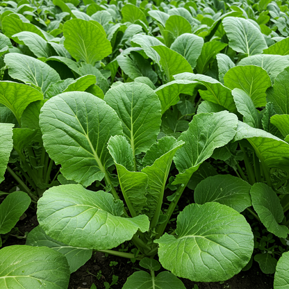 Sunny Spice Mustard Greens Seeds for Planting – Flavorful Leafy Vegetable for Home Garden