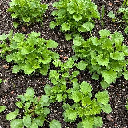 Fast Growing Seeds for Planting