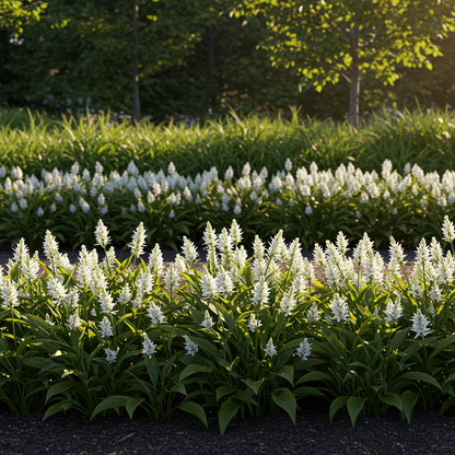 Gomphostigma virgatum White Candy Seeds for Planting