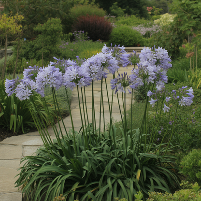 Agapanthus Sunfield Flower Seeds - Agapanthus Flower Seeds for Garden