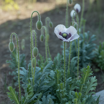 Elka White Poppy Flower Seeds - White Poppy Flower Seeds for Garden