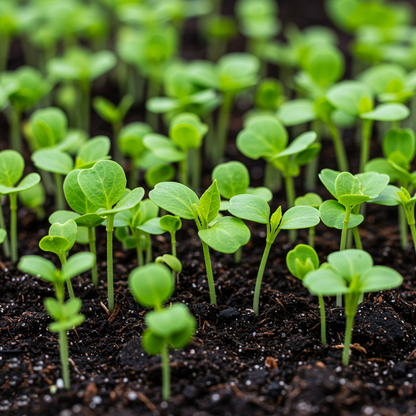 Giant Perfection Mix Seeds for Planting