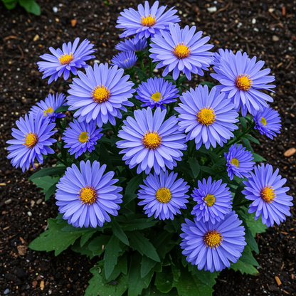 Aster Duchess Blue Ice Seeds for Planting