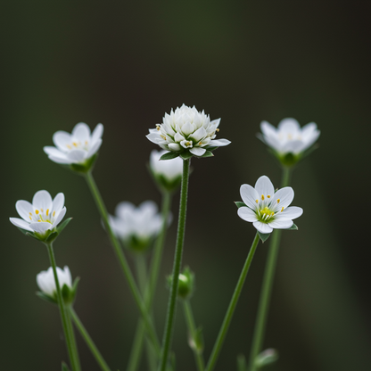 Armeria maritima Morning Star White Seeds – Coastal Thrift Perennial for Planting