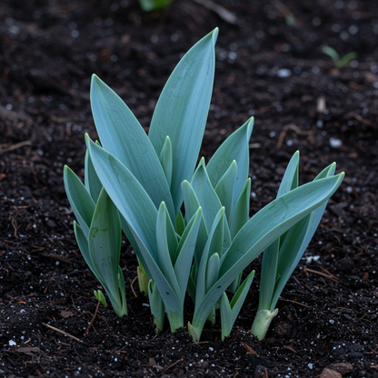 Allium Karataviense Ivory Queen Flower Seeds – Perennial Ornamental for Planting