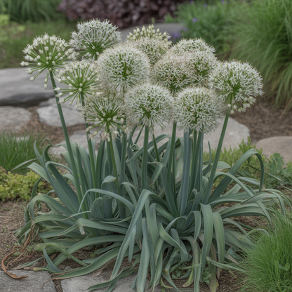 Allium Karataviense Ivory Queen Flower Seeds – Perennial Ornamental for Planting