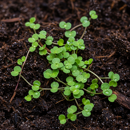 Azorina vidalii Flower Seeds – Trailing Blue Bell Perennial for Planting