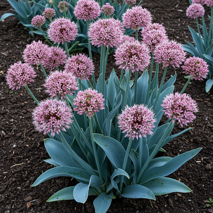 Allium karataviense Flower Seeds – Ornamental Perennial for Planting
