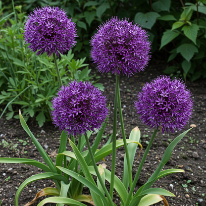 Allium hollandicum Purple Flower Seeds – Globe-Shaped Perennial for Planting