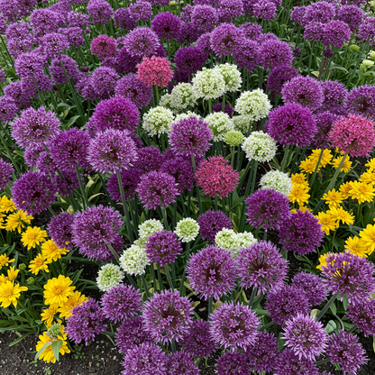 Allium Choice Mixture Flower Seeds – Ornamental Perennial for Planting