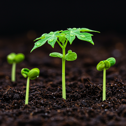 Eksotika Papaya Seeds – Sweet Exotic Tropical Fruit