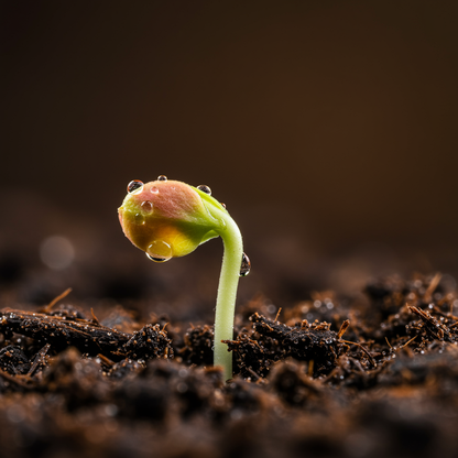 Jonagold Apple Seeds – Sweet & Tart Juicy Apple Tree Seeds