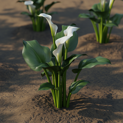 Calla Lily Bulbs – Timeless Beauty (Zantedeschia)