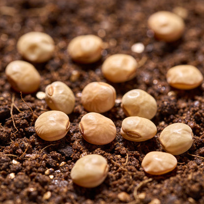 Sweetpea Streamer Mix Seeds for Garden Planting