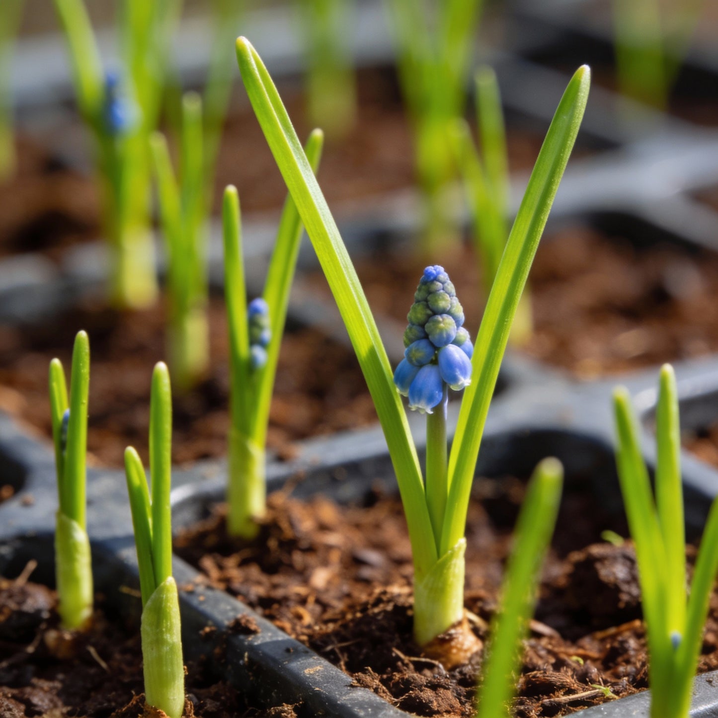 Scilla Verna Seeds for Garden Planting