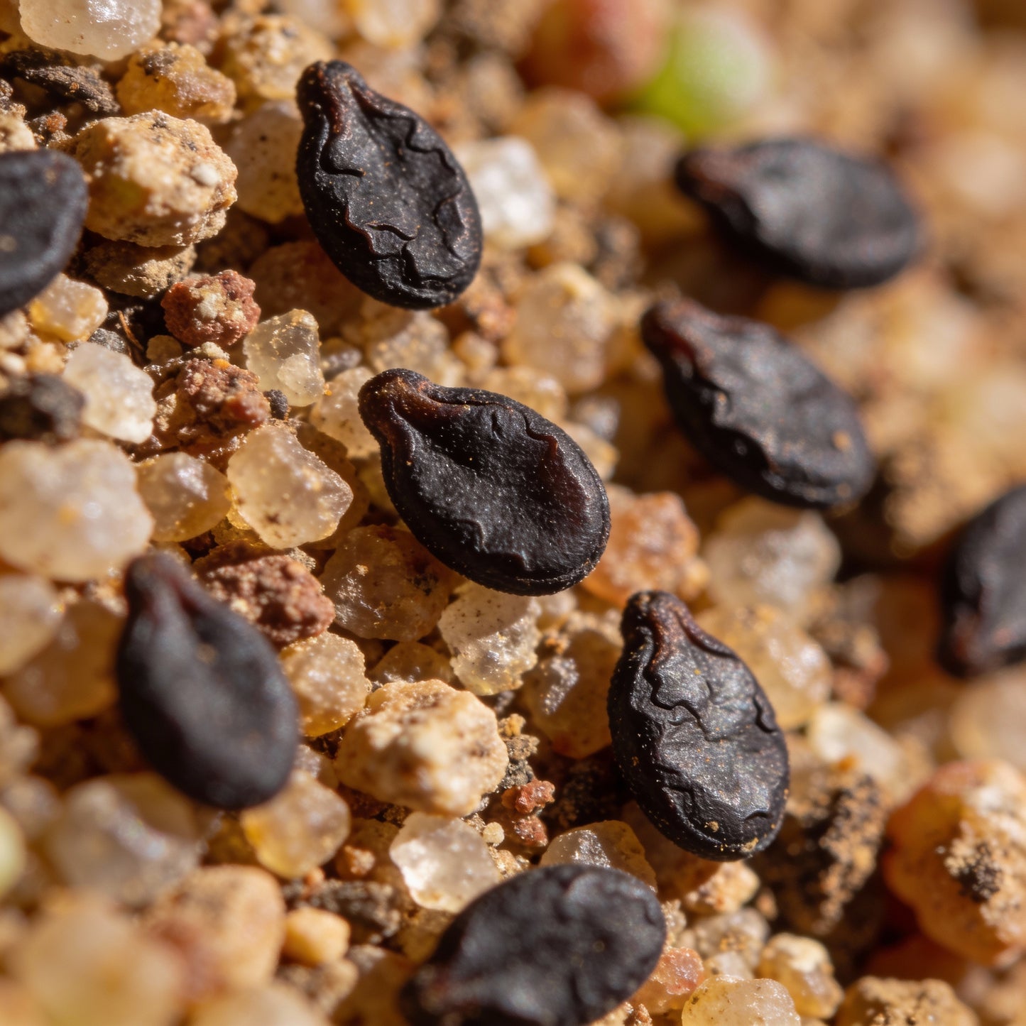 Sedum Ellacombeanum Seeds for Garden Planting