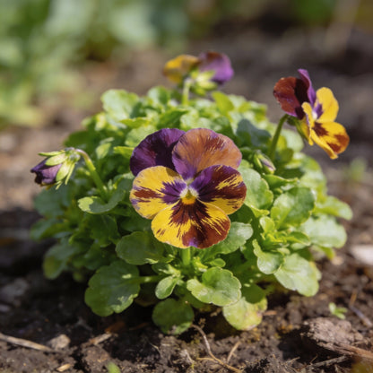 Viola Cornuta Brush Strokes Seeds for Garden Planting