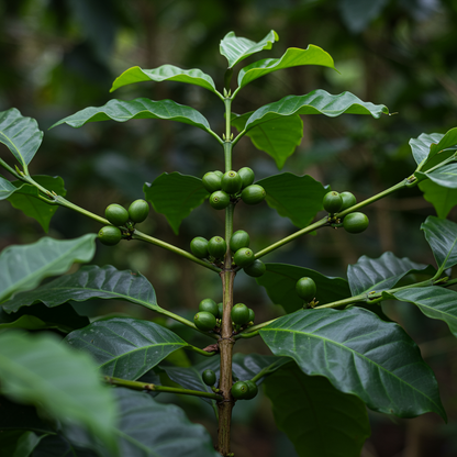 Arabica Coffee Tree Seeds – Coffea arabica Shrub for Home Growing