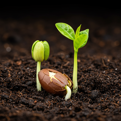 Sugar Apple Seeds for Planting – Sweet Exotic Tropical Fruit Tree