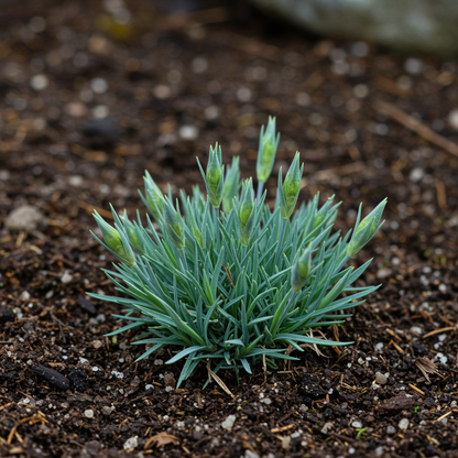Dianthus monspessulanus Flower Seeds – Alpine Perennial for Planting