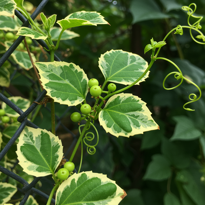 Variegated Porcelain Berry Vine Seeds for Planting