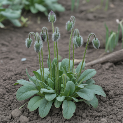 Papaver spicatum Flower Seeds – Perennial for Planting