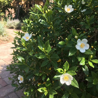 Carpenteria Californica Flower Seeds - White Shrub Flower Seeds for Garden