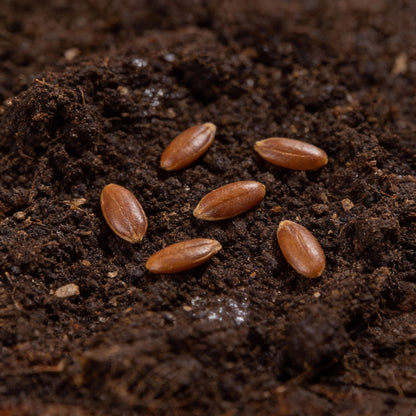 Chicory Brussels Witloof Seeds for Planting – Heirloom Non GMO Vegetable Seeds for Home Gardening