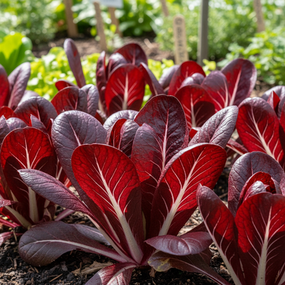 Chicory Palla Rossa Vegetable Seeds for Planting