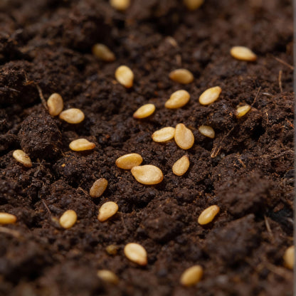 Habanero Chilli Mixed Seeds for Planting – Spicy Pepper Seeds for Garden