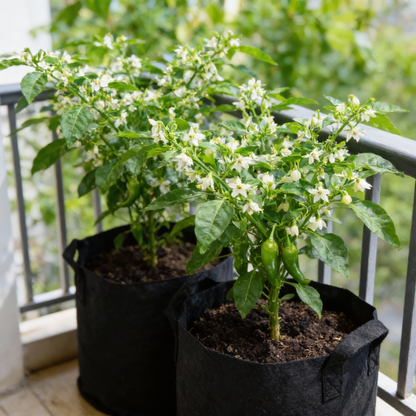 Hot Pepper Biquinho Red Vegetable Seeds for Planting – Grow Vibrant Spicy Red Peppers