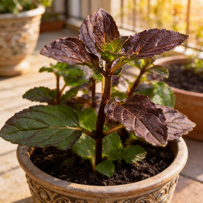 Chocolate Mint Seeds – Perennial Aromatic Herb for Patio & Container Gardens
