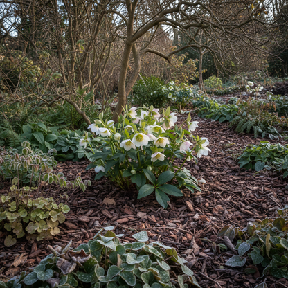 Christmas Rose Seeds - Helleborus Niger Flower Seeds for Garden