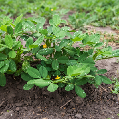 Peanut Seeds – Virginia Jumbo Non-GMO Fresh Garden Seeds (100 pcs)