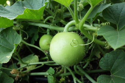 Tinda Seeds for Planting - Indian Round Gourd