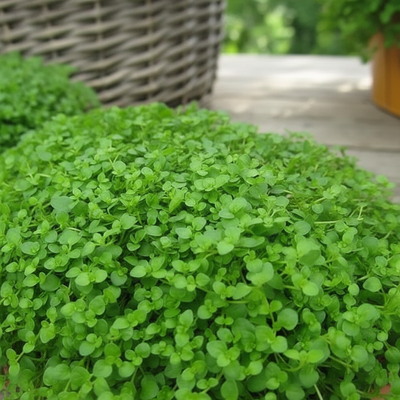 corsican-mint-seeds-for-planting-low-growing-aromatic-perennial-herb