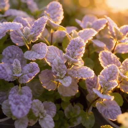 Mojito Mint Seeds – Mentha villosa Aromatic Herb for Cocktails & Teas