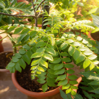 Giant Curry Leaf Seeds – Premium Organic Murraya koenigii for Home Garden