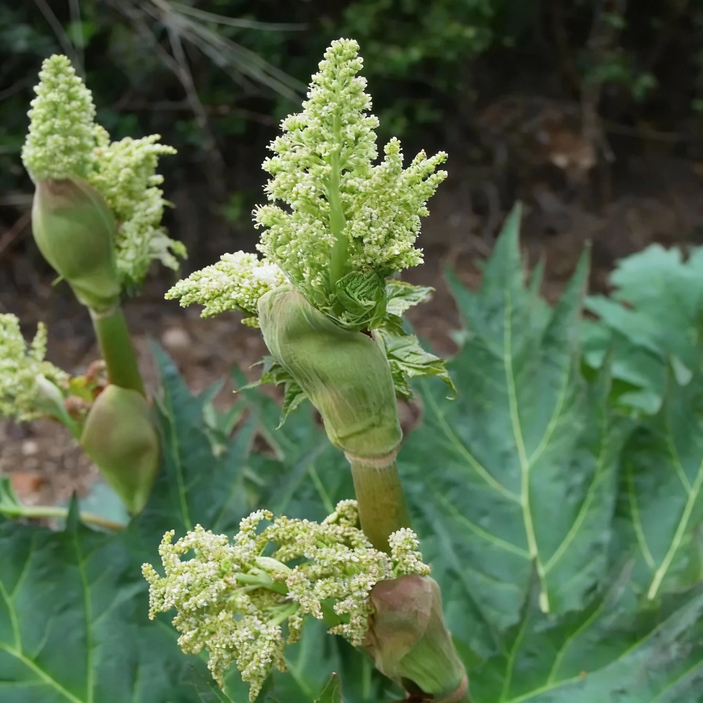 Rheum palmatum Tanguticum Seeds for Planting – Hardy Ornamental Medicinal Perennial