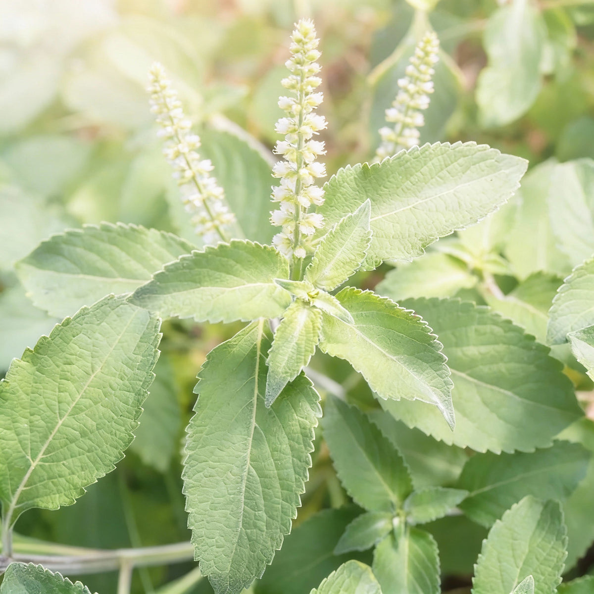 vana-tulsi-seeds-aromatic-holy-basil-seeds-for-planting