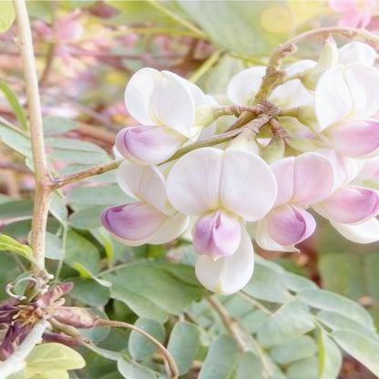 White Gunja Seeds – Abrus precatorius Ornamental & Medicinal Plant Seeds