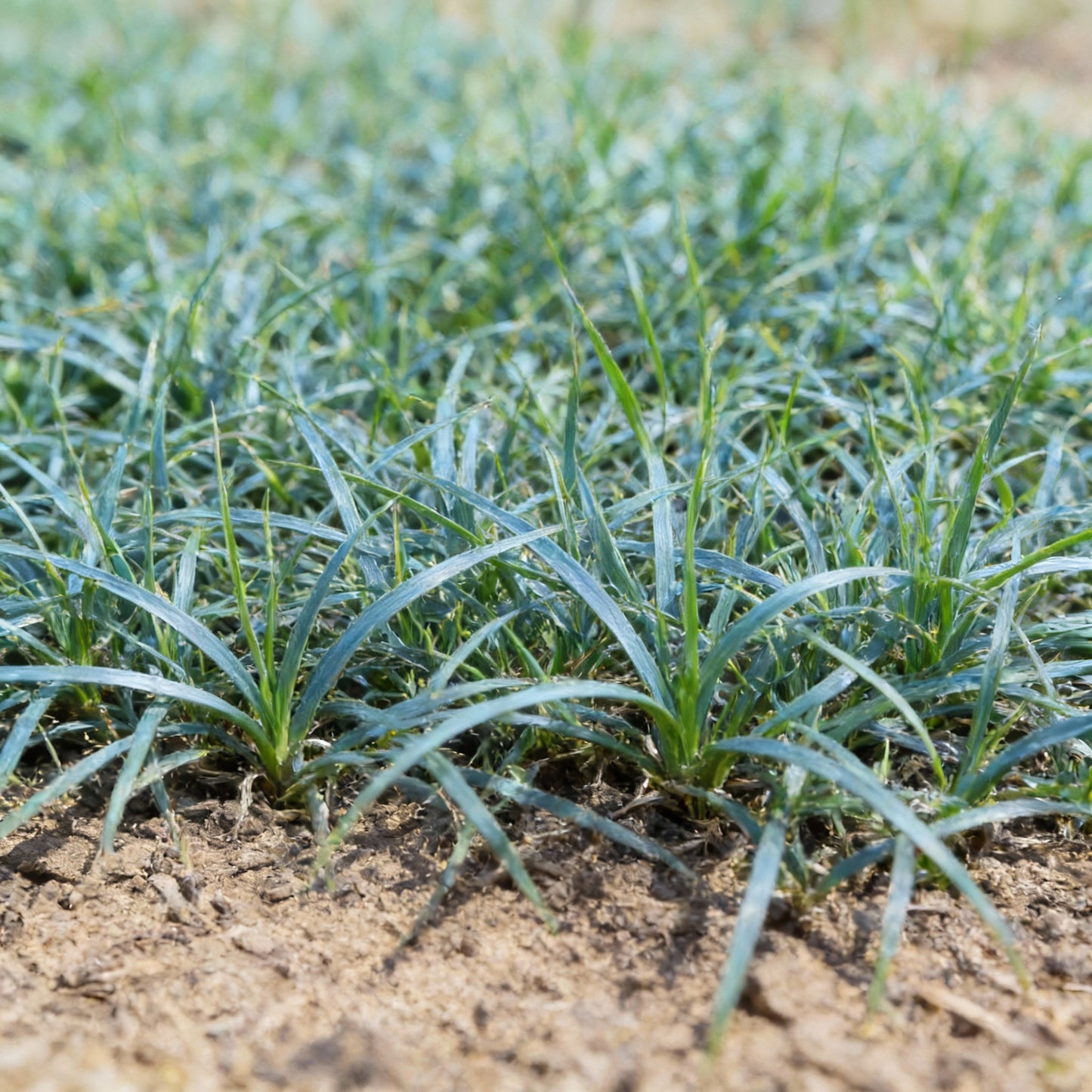 Buffalo Grass Seeds for Planting – Bouteloua dactyloides Drought-Tolerant Turf Grass