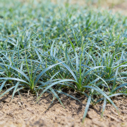 Buffalo Grass Seeds for Planting – Bouteloua dactyloides Drought-Tolerant Turf Grass