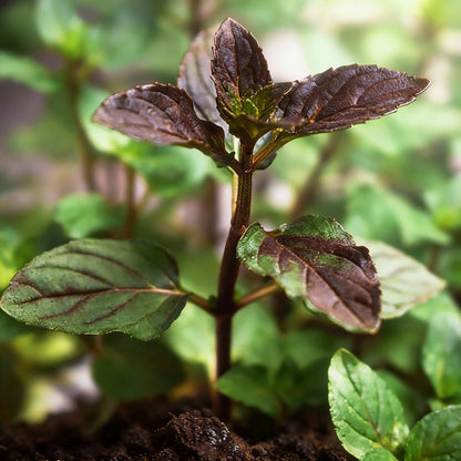 Chocolate Mint Seeds – Perennial Aromatic Herb for Patio & Container Gardens