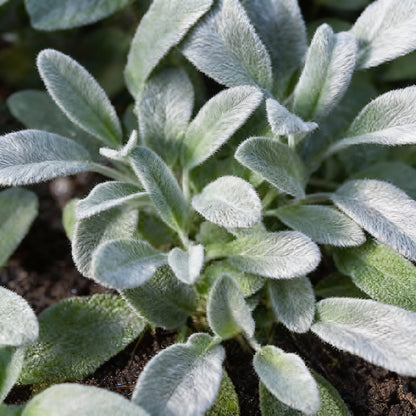 Sage Seeds – Aromatic Perennial Herb Seeds for Home Gardening
