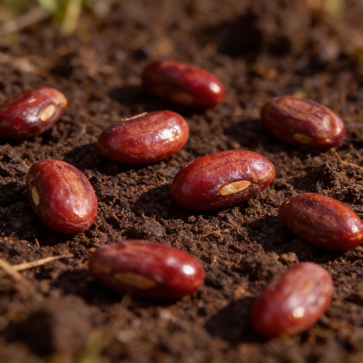 Red Sugar Apple Seeds – Sweet Sop Exotic Custard Apple Fruit Seeds