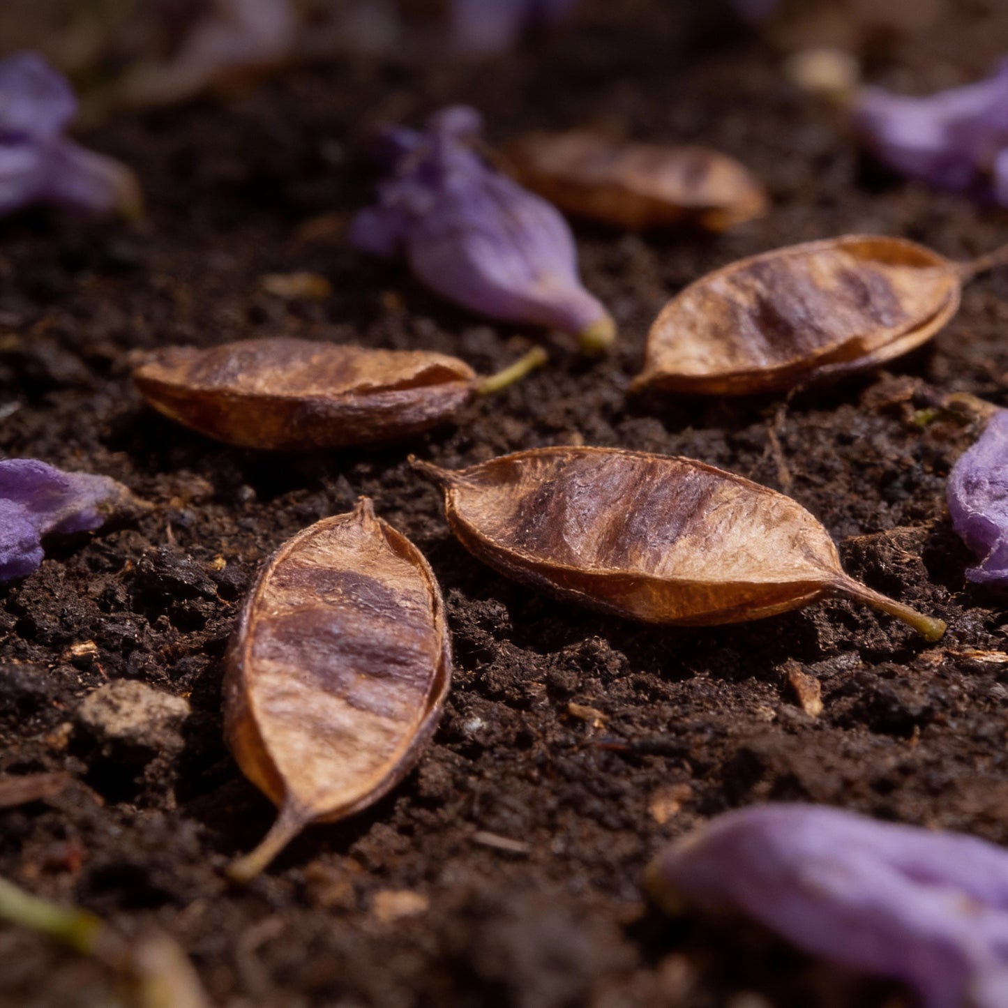 Blue Jacaranda Tree Seeds for Planting – Ornamental Flowering Tree Seeds (20 Seeds)