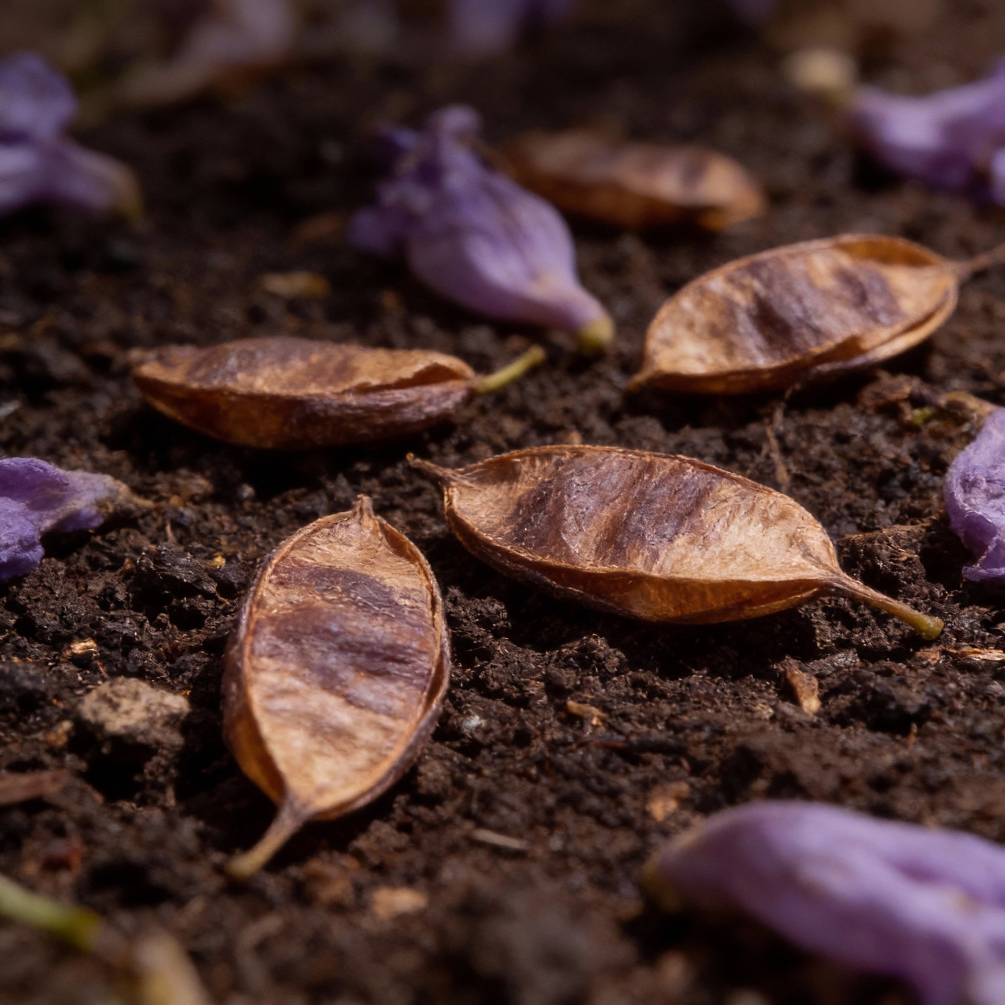 blue-jacaranda-tree-seeds-for-planting-ornamental-flowering-tree-seeds-20-seeds